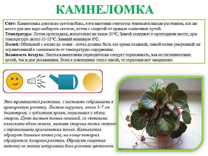 Пеперомия: фото, описание, особенности ухода - sadovnikam.ru