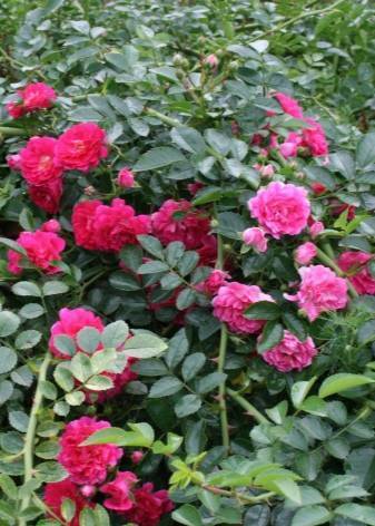Плетистые розы без шипов ("альберик барбье", "пауль тренсон", "кримсон рамблер", "гербе роуз")