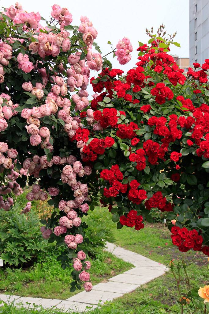 Плетистая роза parade – описание, посадка и уход