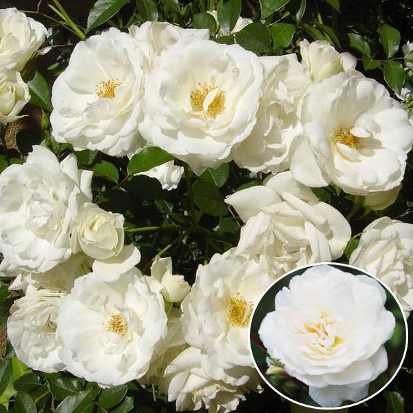 Белые плетистые и вьющиеся розы остина • розы и сад