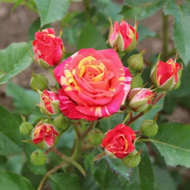 Розы-спрей: что это такое и как ухаживать за сортами таманго и лидия