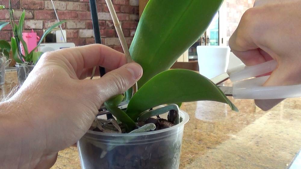 Как правильно обрезать цветонос орхидеи после цветения и нужно ли это делать?