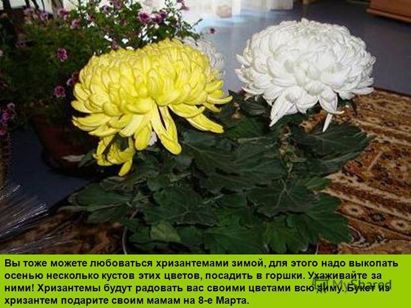 Хризантема комнатная: уход в домашних условиях во время и после цветения