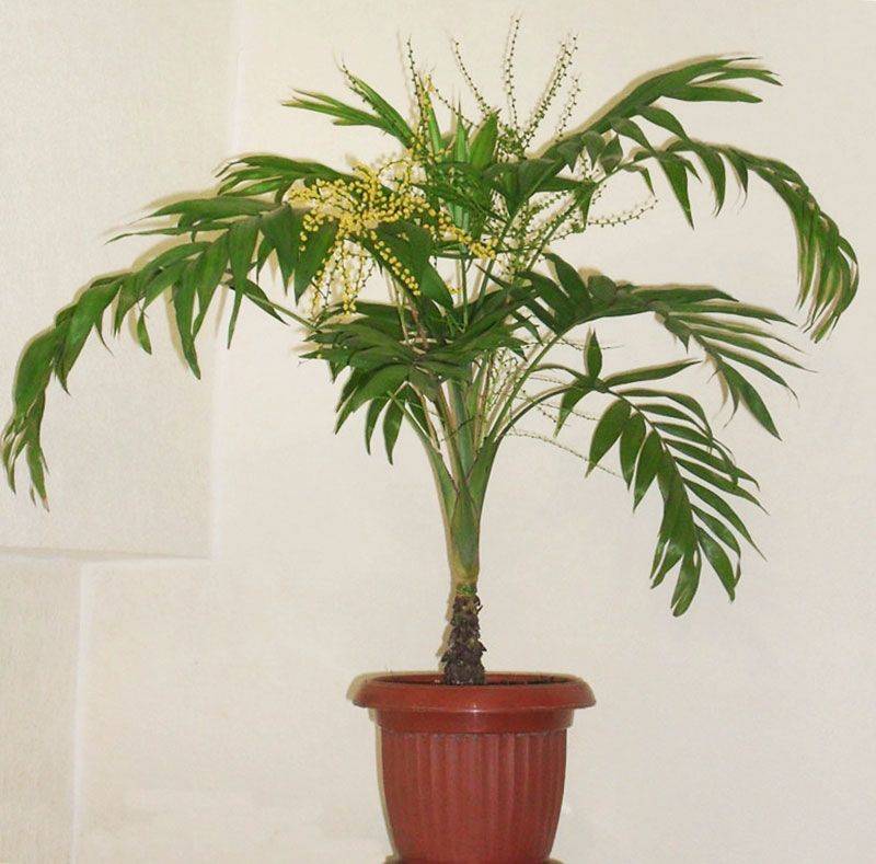 Пальма хамедорея — уход в домашних условиях