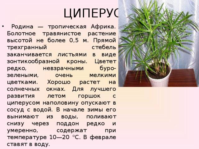 Растение циперус (45 фото): уход в домашних условиях, размножение методом черенкования и семенами
