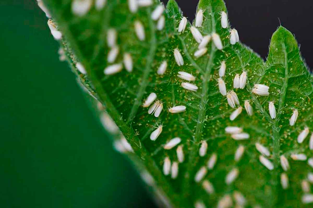 Белокрылка на комнатных растениях: как бороться с помощью химических препаратов и народных средств