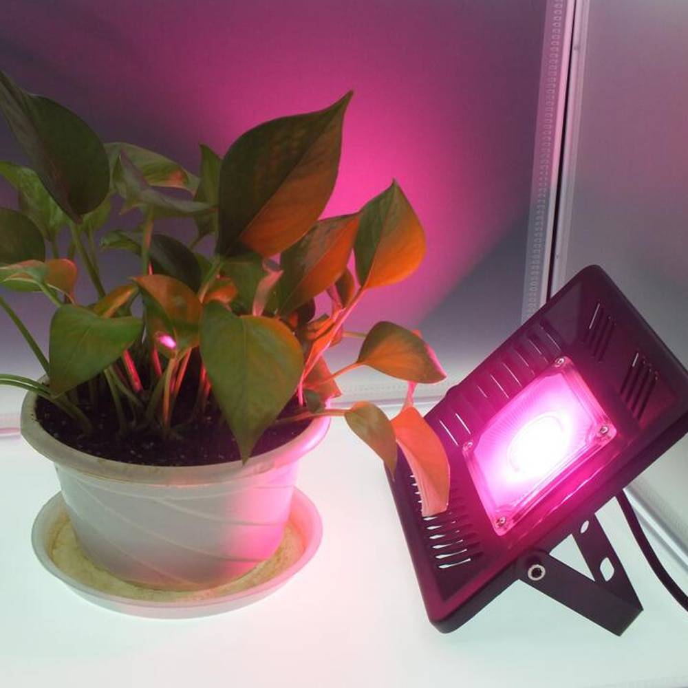 Освещение для комнатных растений: установка и использование ламп, виды фитоламп, недостаток или избыток света