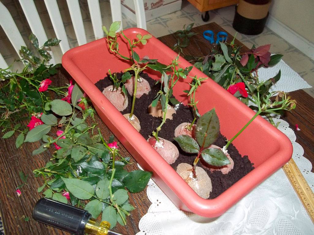 Черенкование роз из букета в домашних условиях зимой: в воде, в картошку, в газете (фото)