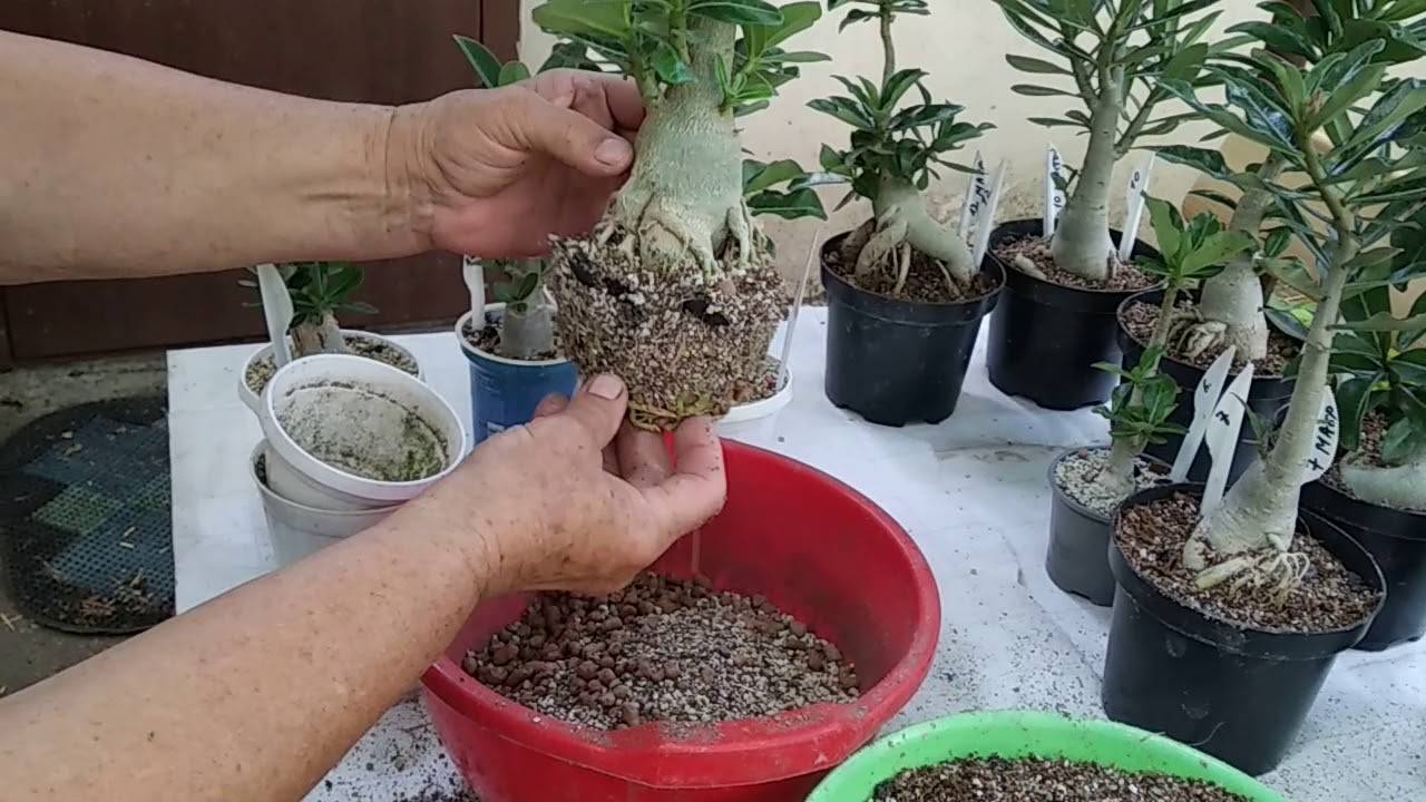 Адениум уход в домашних условиях фото и видео формирование дерева бонсай размножение