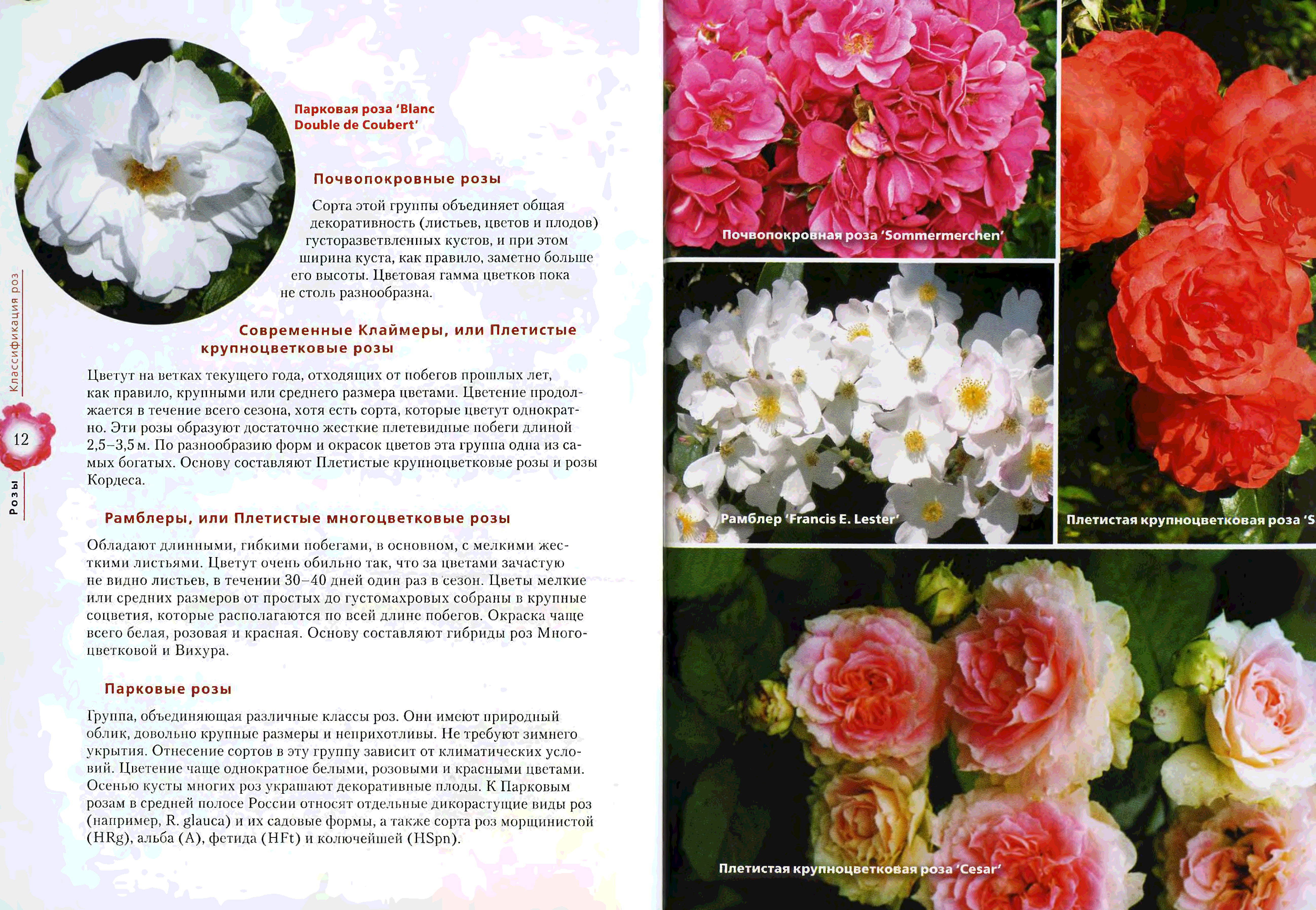 Плетистая роза айсберг: описание сорта, посадка и уход, отзывы, фото