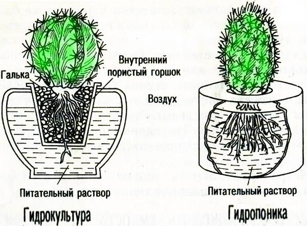 Как посадить кактус в домашних условиях