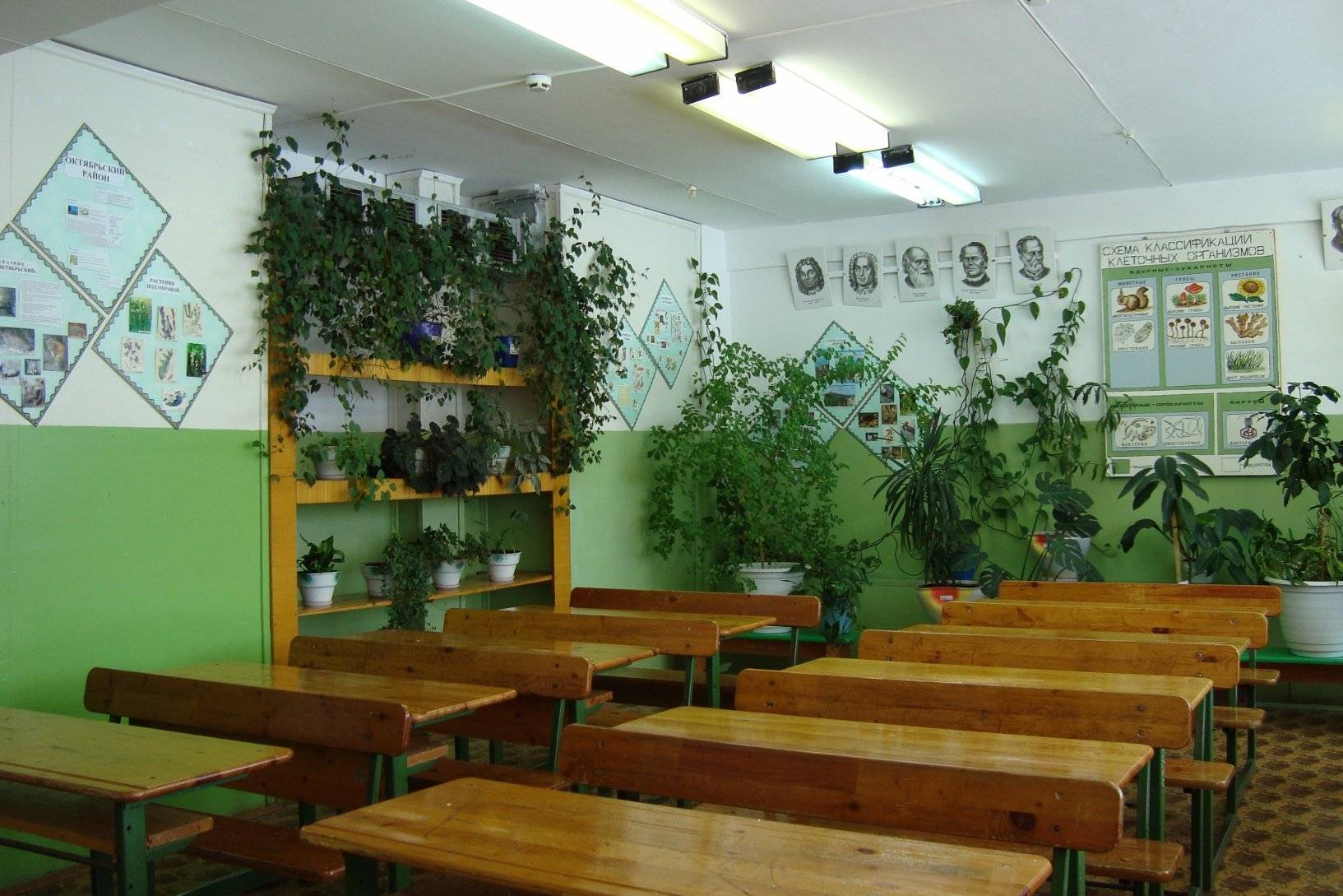 Цветы для школы. комнатные растения запрещенные и разрешенные в детском саду какие цветы нельзя в школе с фотографиями