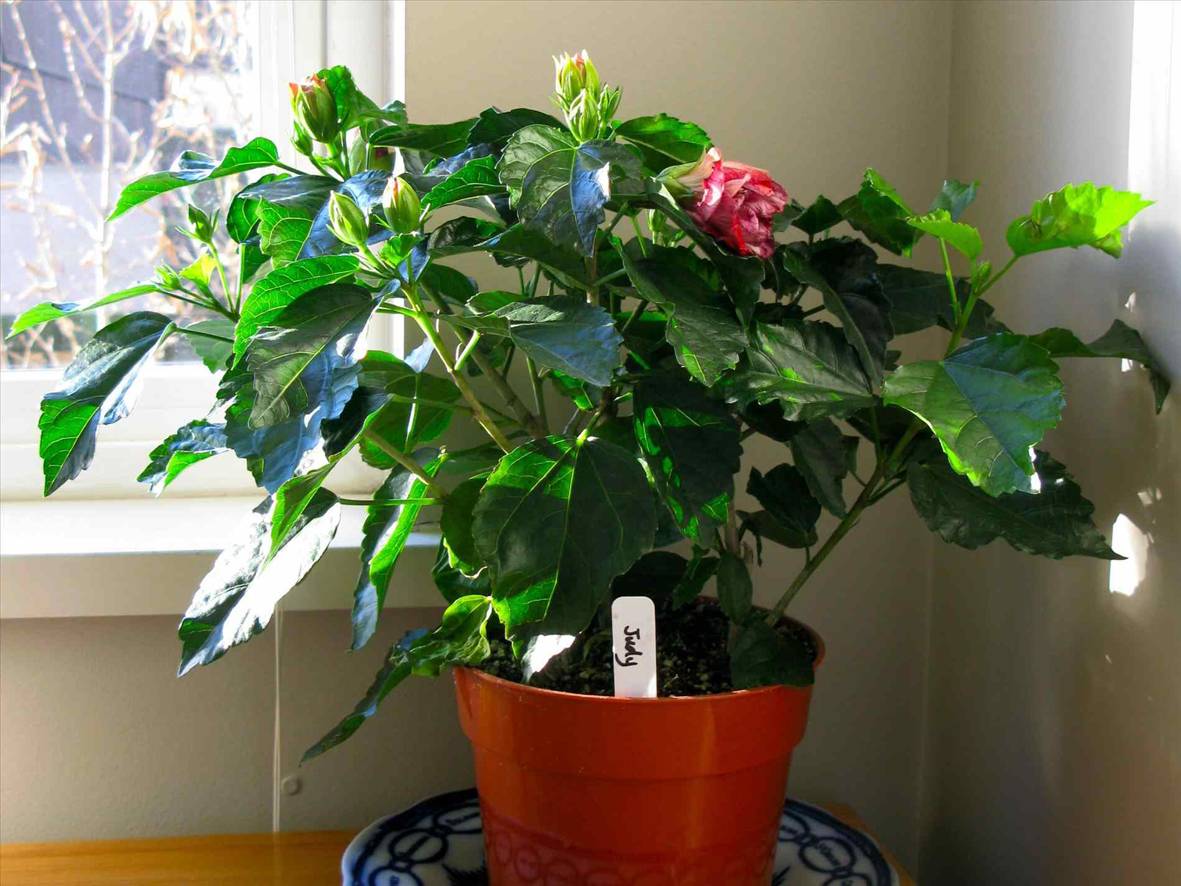 Гибискус (китайская роза) hibiscus - уход в домашних условиях: полив, подкормки, секреты выращивания, размножение, фото гибискусов