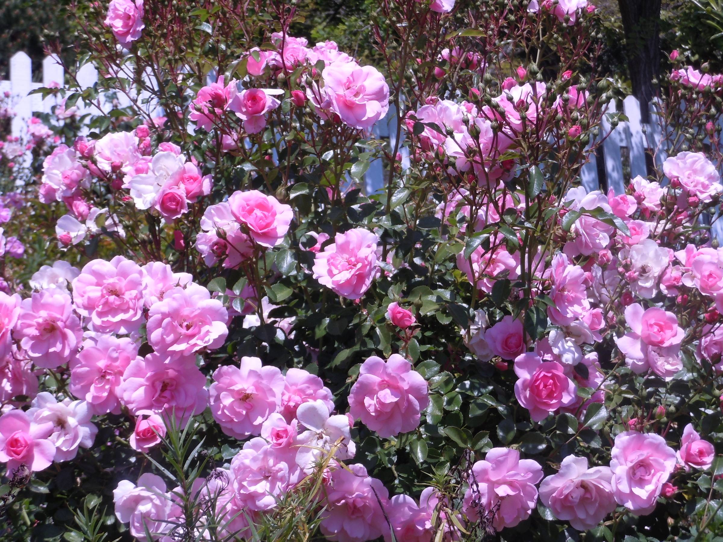 Боника роза - описание сорта, преимущества и недостатки, правила выращивания  | розоцвет