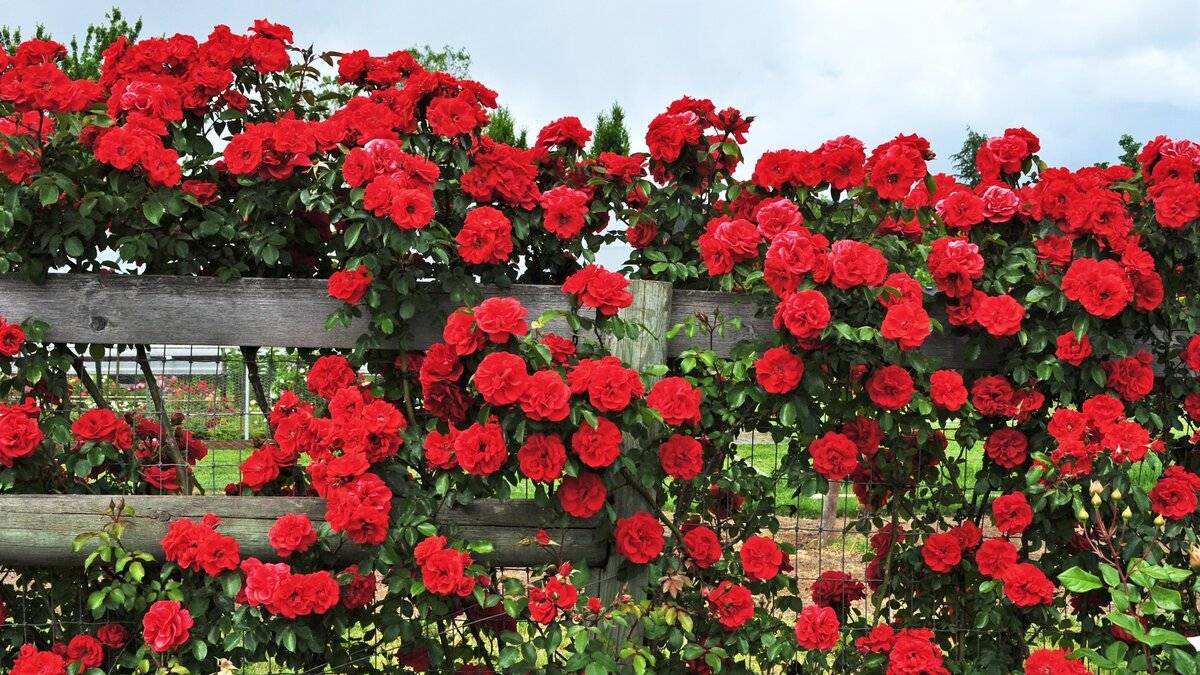 Плетистая роза симпатия (симпати): фото и описание, отзывы. роза симпатия: правила посадки, особенности выращивания