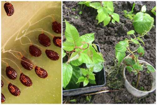 Посадка актинидии весной и осенью: пошаговая инструкция по высадке саженца в открытый грунт