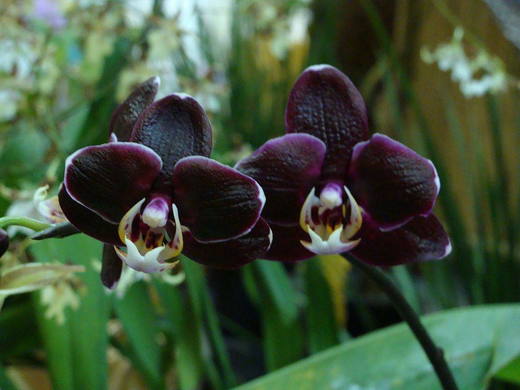 Необычная черная орхидея. описание сортов, фото, особенности ухода