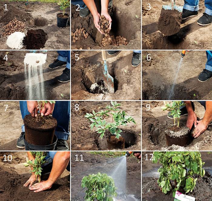 Выращивание эремуруса в саду: сорта, как ухаживать, поливать, подкармливать, размножить