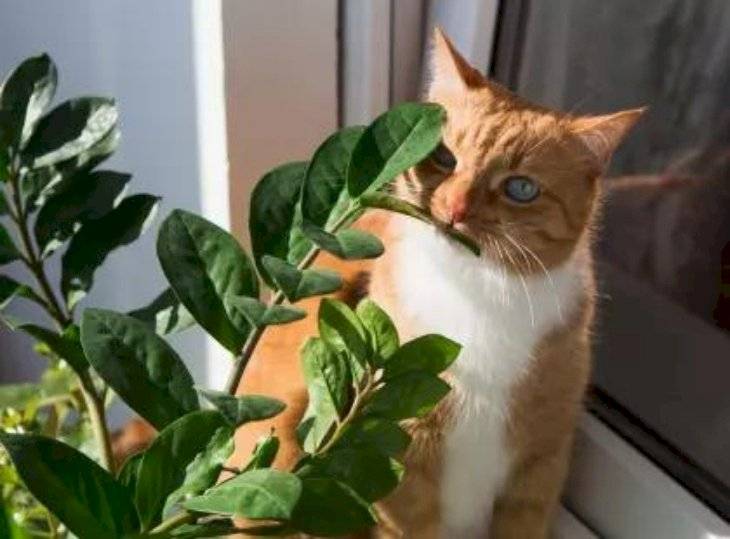 Ядовитые растения для кошек: комнатные, уличные, симптомы отравления