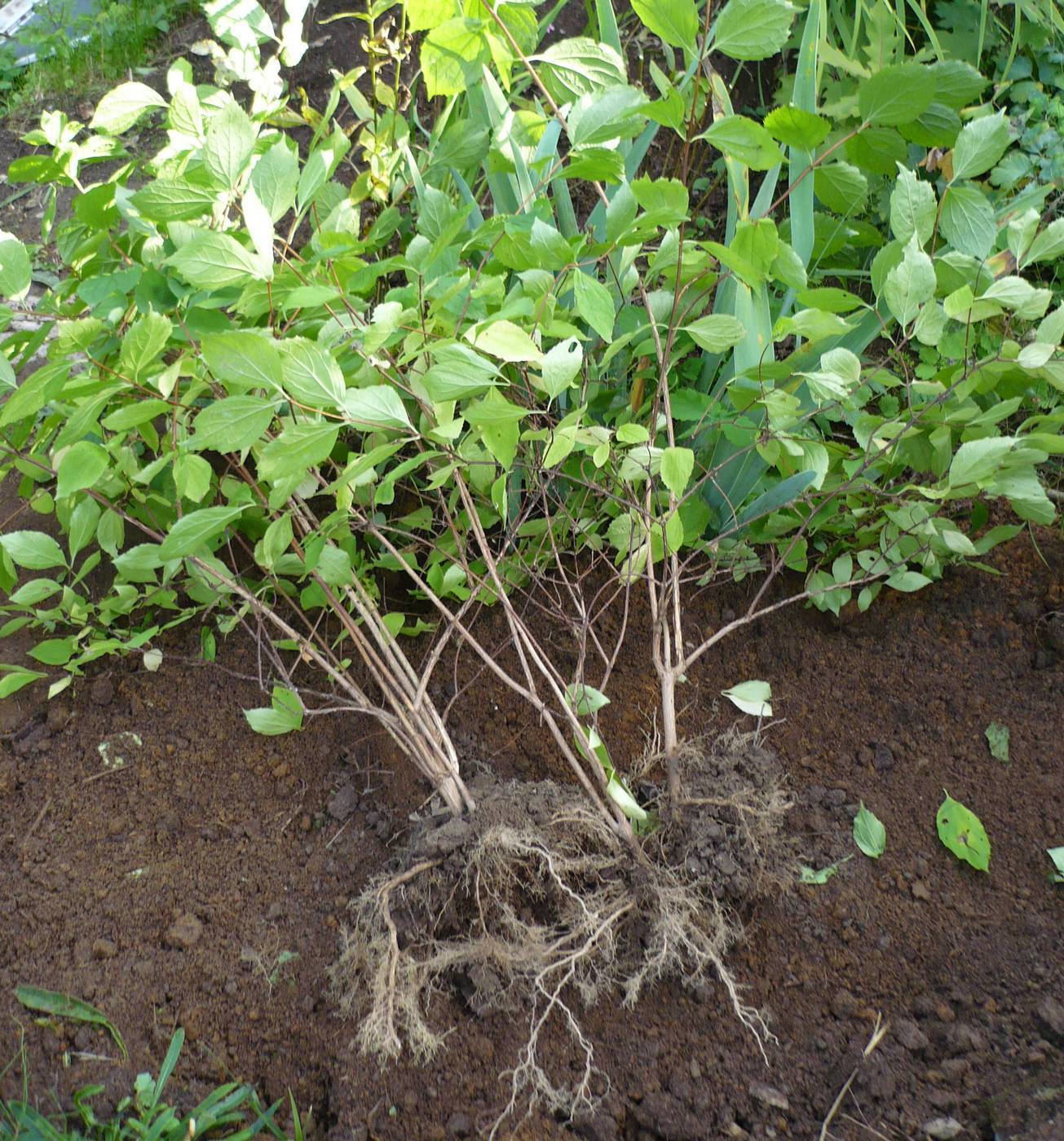 Цветущий жасмин или чубушник: выращивание в открытом грунте, размножение