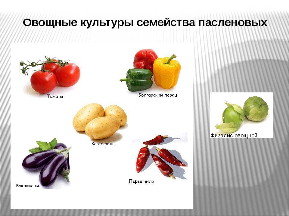 Семейство пасленовые: овощи. список, описание, характеристики. помидоры, картофель, баклажаны