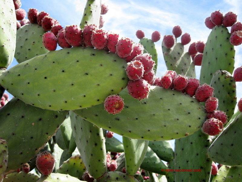 Плод кактуса: описание видов и их польза и вред