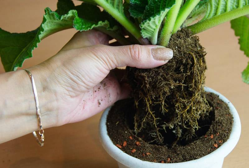 Как выращивать стрептокарпус в домашних условиях?