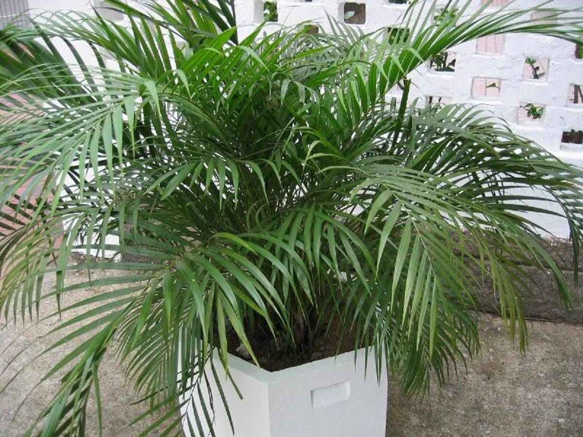 Арека: особенности культуры, уход за пальмой в домашних условиях, описание и фото некоторых видов и сортов растения, в том числе хризалидокарпуса