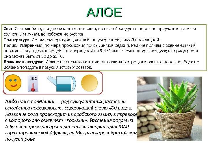 Агава американская (agave americana): описание и особенности ухода