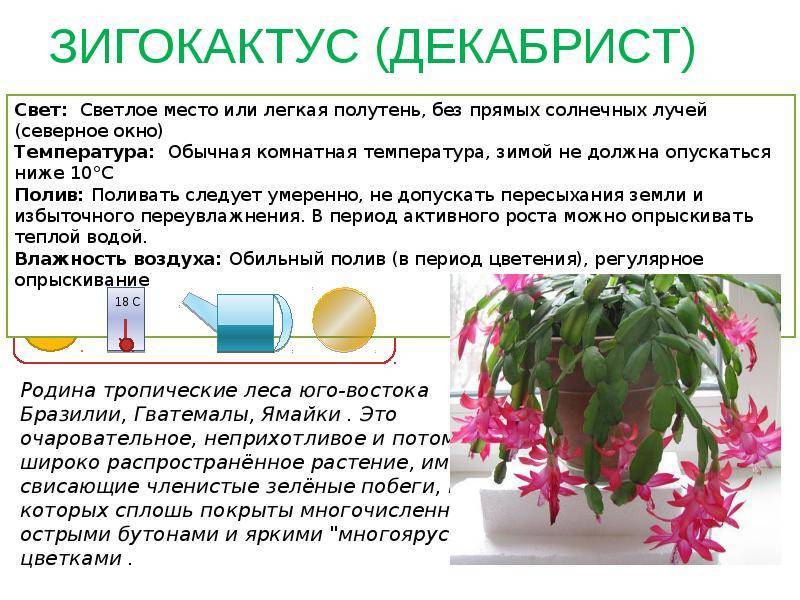 Цветок шлюмбергера; уход в домашних условиях, размножение и фото :: syl.ru