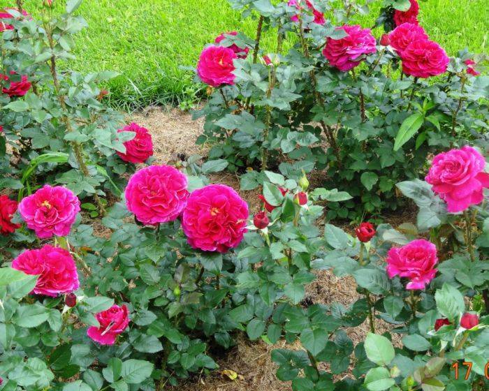 Розы шрабы что это за розы [фото и описание сортов, применение в дизайне сада]