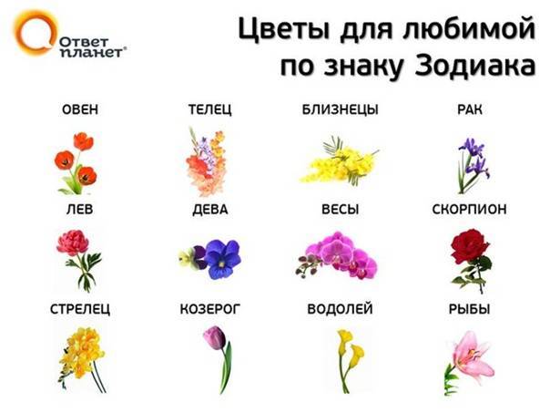 Тест какой ты цветок
