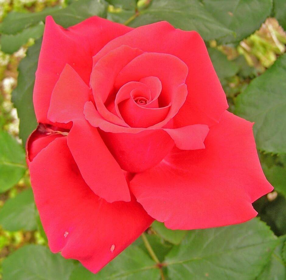 Роза гранд аморе: описание и характеристики сорта, выращивание, размножение