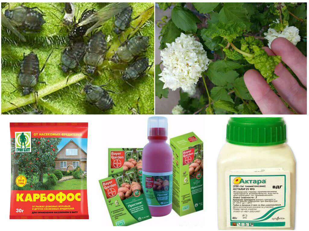 Крапива: экологически чистое и доступное удобрение для растений