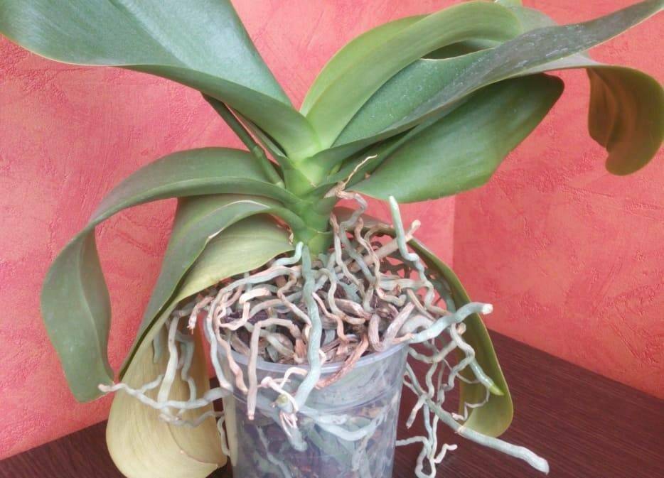 Воздушные корни у орхидеи, что делать, если их много, если они сохнут