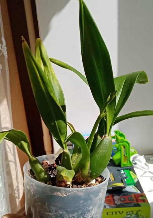 Особенности выращивания орхидеи камбрия в домашних условиях