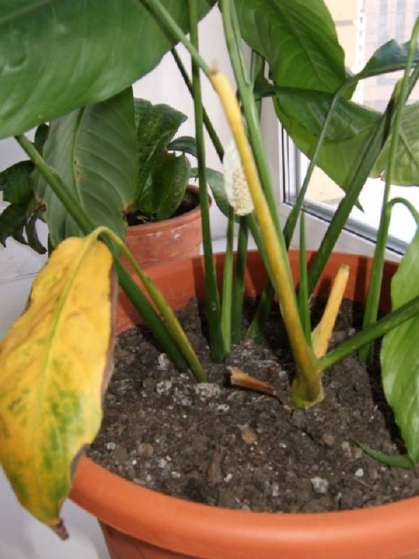 Спатифиллум: чернеют и сохнут кончики листьев? проблемы выращивания спатифиллума