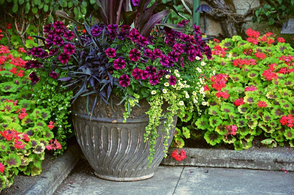 Журавельник или садовая герань: фото цветов, посадка и уход в открытом грунте