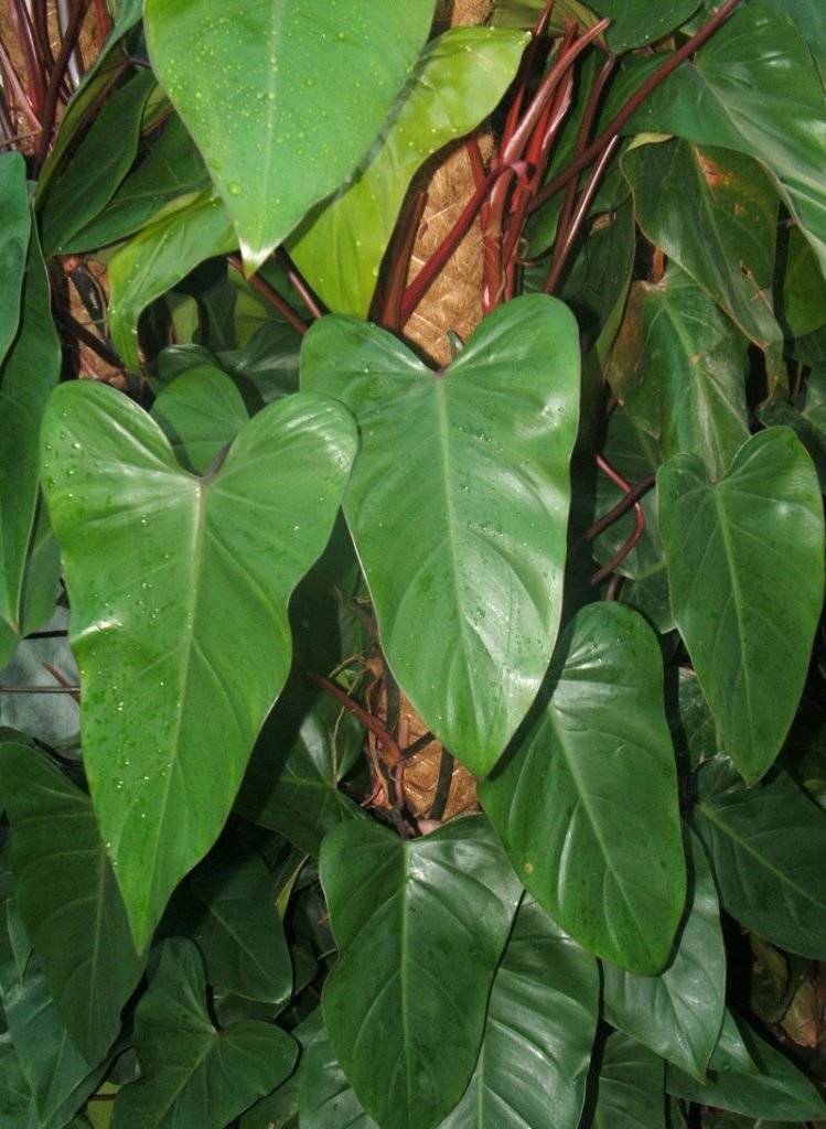 Филодендрон: оптимальные условия и нюансы выращивания тропических растений (видео + 135 фото)