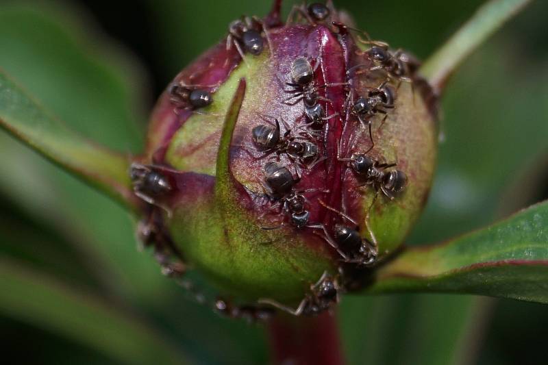О борьбе с муравьями на пионах: как защитить цветы народными средствами