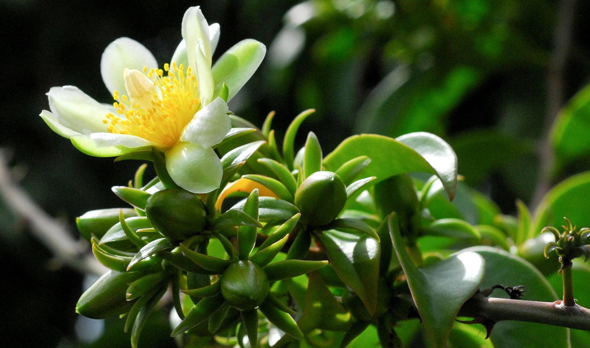 Переския — цветущий лиственный кактус. уход в домашних условиях. фото — ботаничка