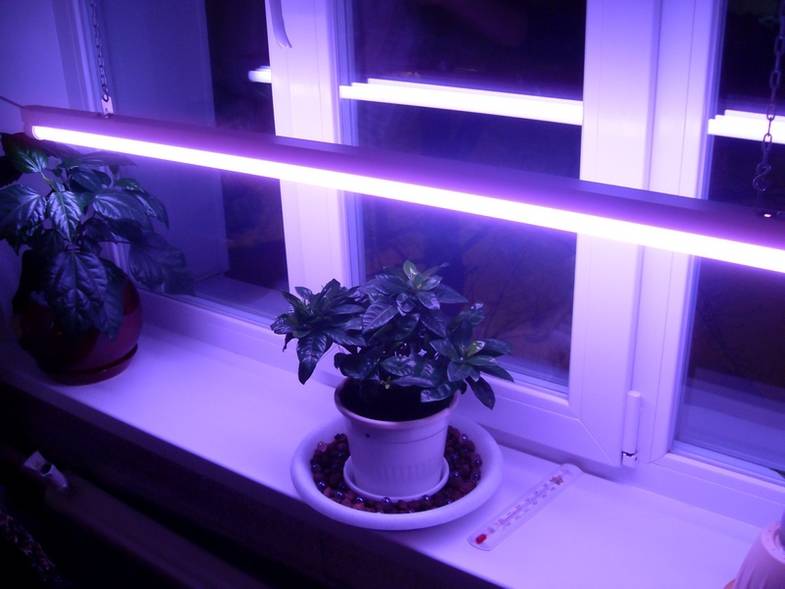 Дополнительное искусственное освещение цветов и растений в квартире