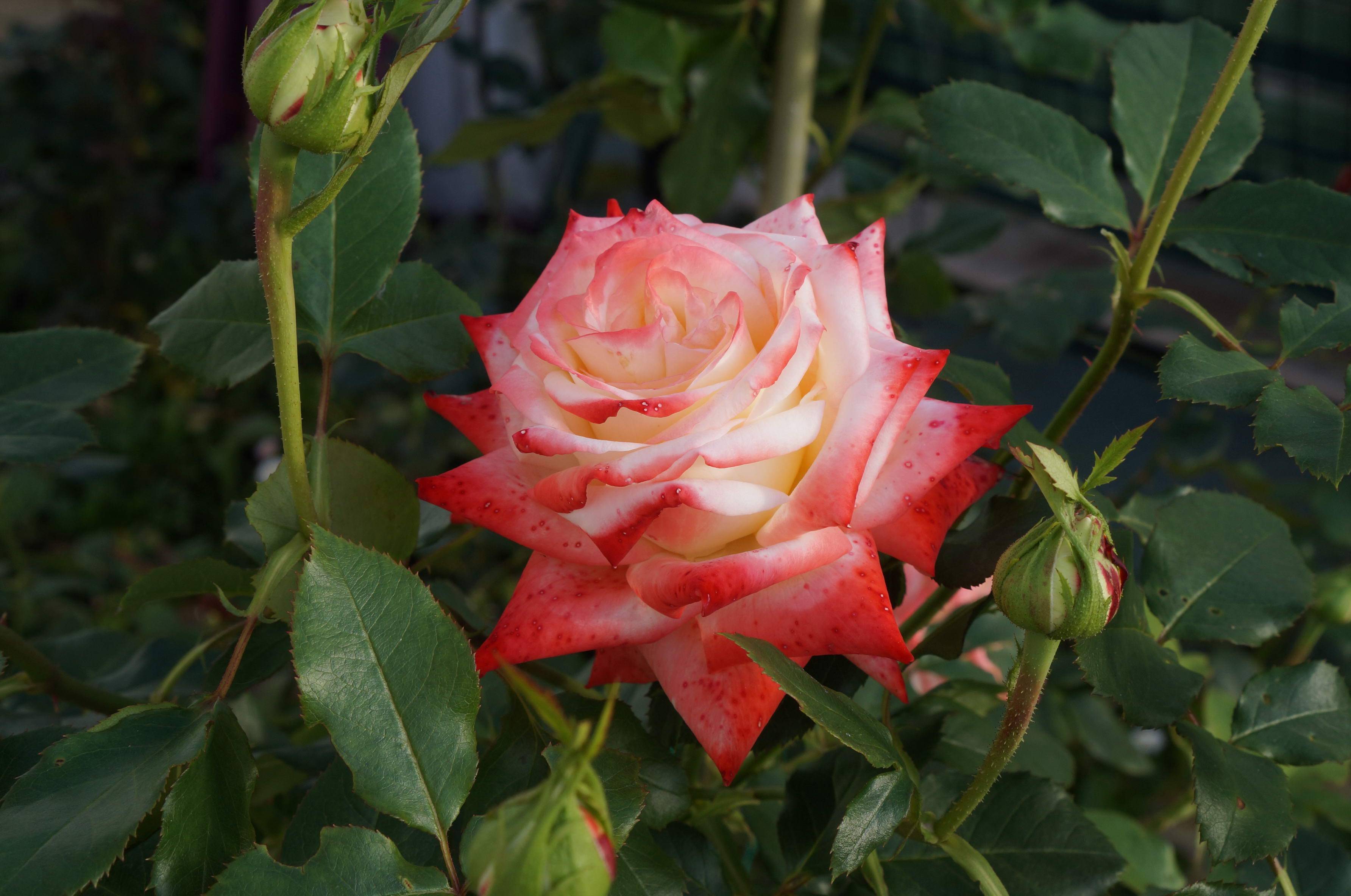 Чайно-гибридная роза императрица фарах: описание сорта, отзывы