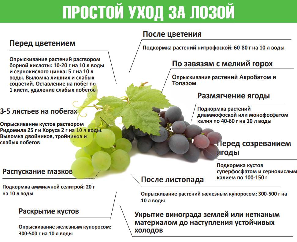 Виноградная улитка в домашних условиях. содержание, разведение, основные рекомендации по уходу :: syl.ru