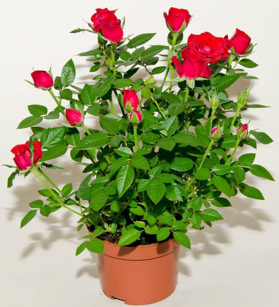 5 верных способов вырастить розу из букета