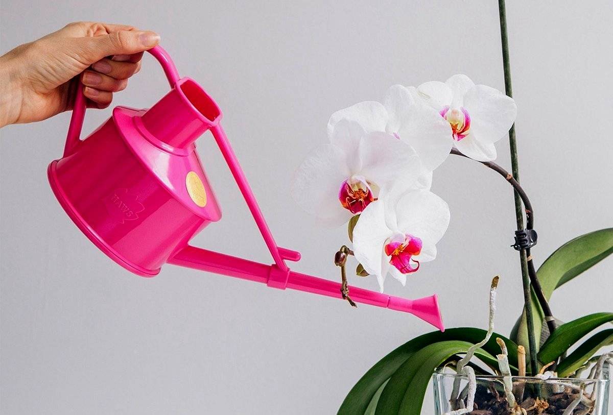 Как заставить цвести орхидею повторно в домашних условиях - 2 способа стимуляции цветения