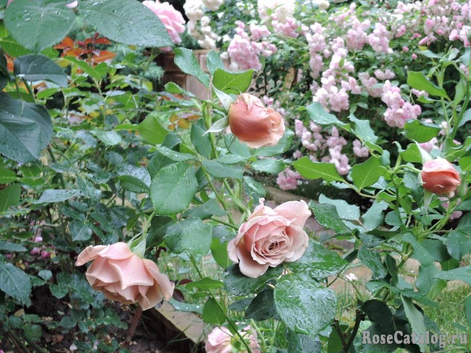 Обильноцветущая роза флорибунда: что это такое и как выращивать растение с эффектными бутонами и волнообразным цветением