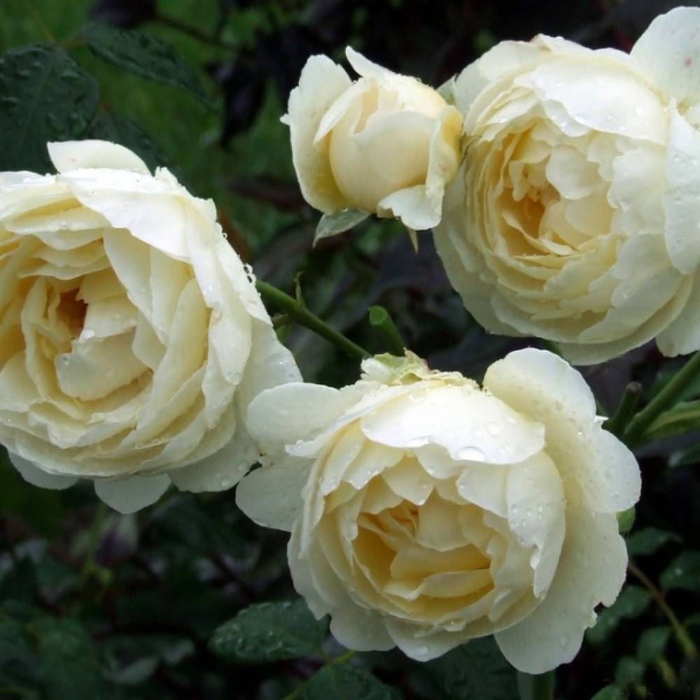 Розы шрабы – особенности посадки и ухода