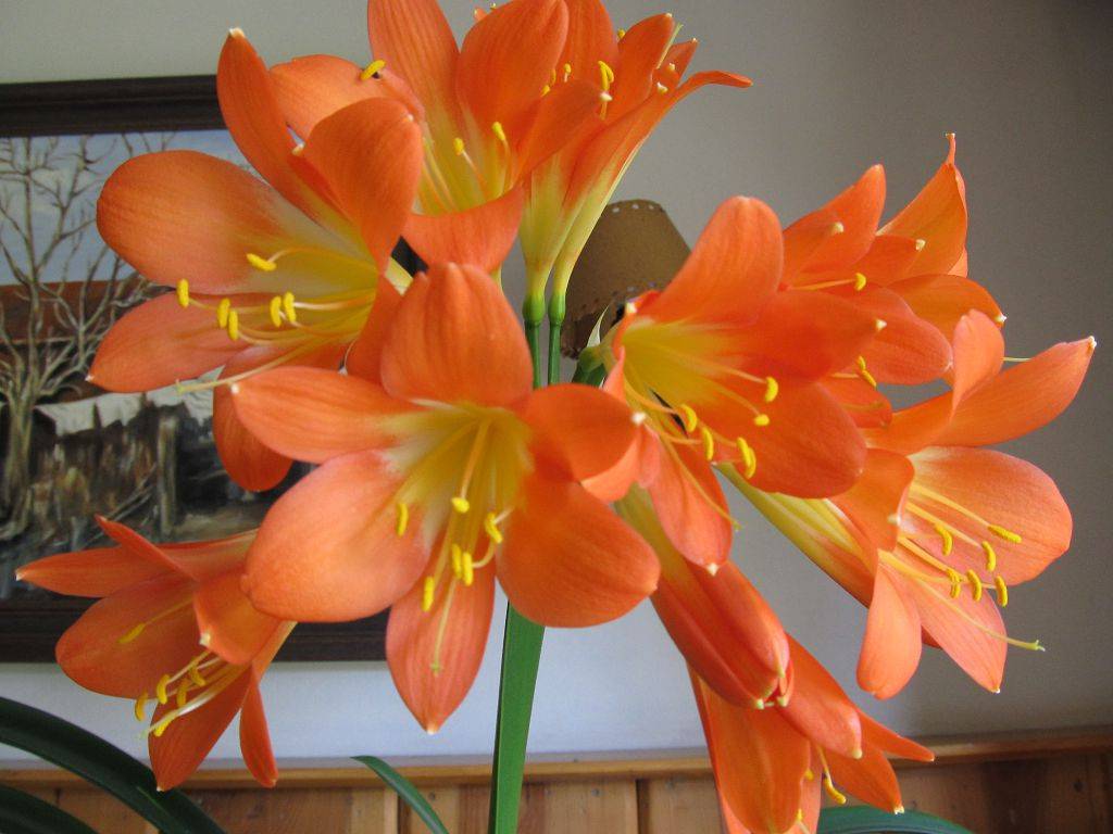 Цветок кливия (clivia): миниата, киноварная, размножение, уход в домашних условиях, почему не цветет и что делать