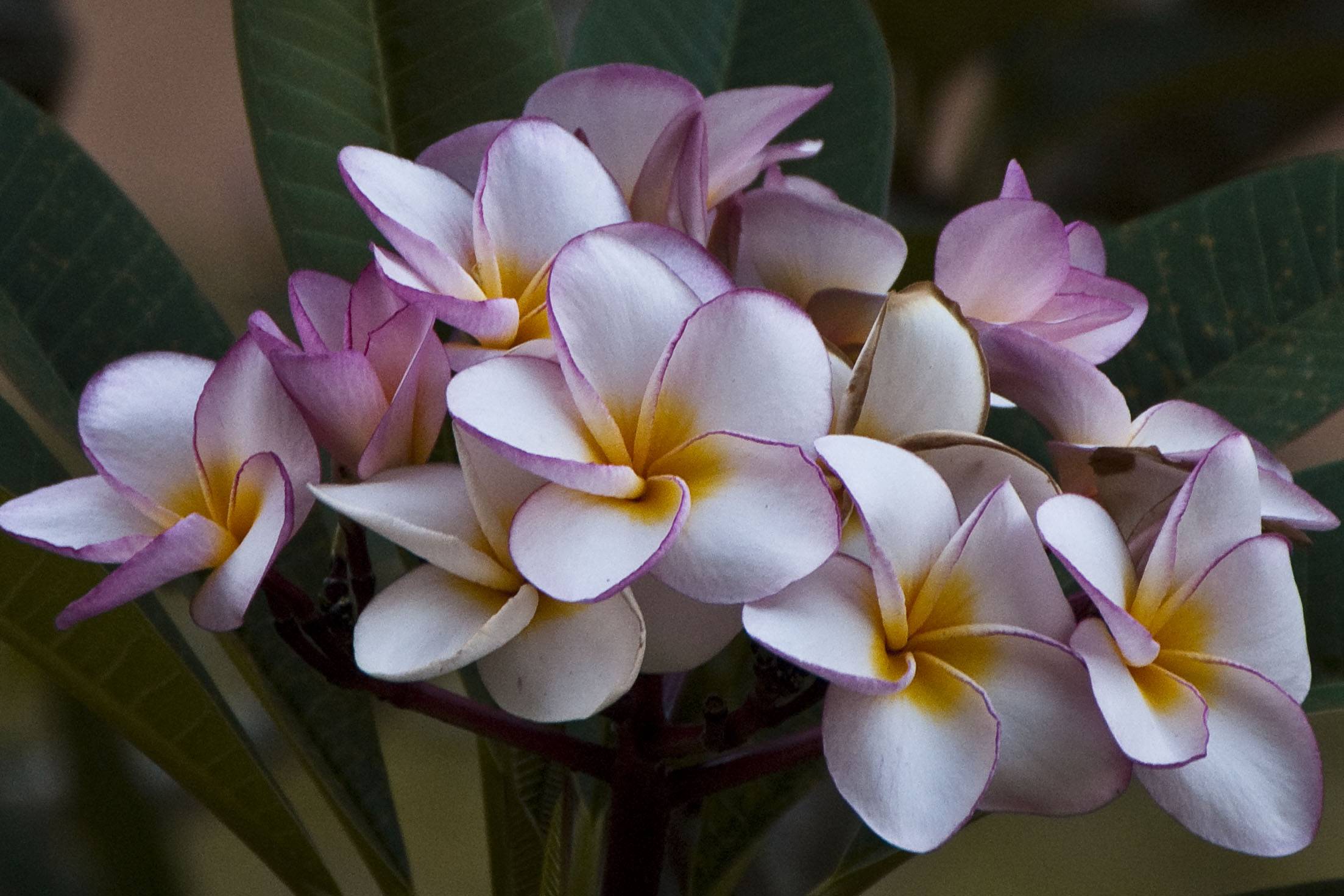 Плюмерия - волшебный аромат в вашем доме, или как вырастить цветок | комнатные цветы и уход за ними